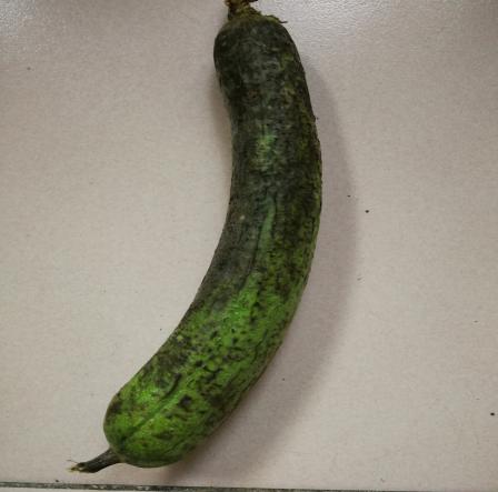 家用冰箱贮藏7天的丝瓜