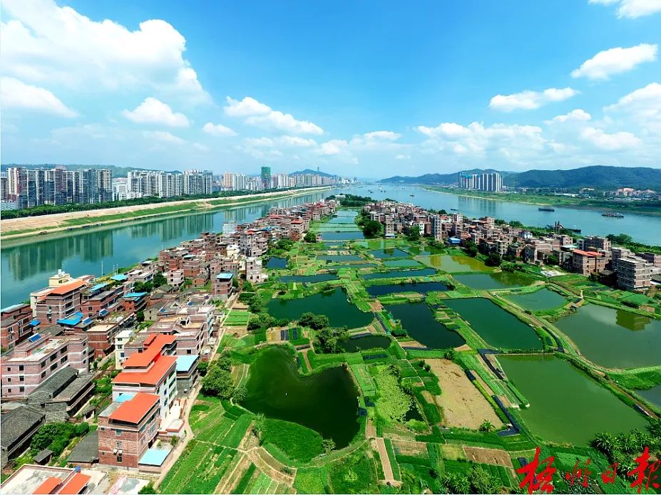 梧州市长洲岛绿色蔬菜生产基地&nbsp;颜桂海 摄