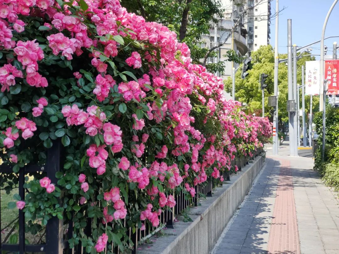 带来一场视觉盛宴绝美月季花墙江浦公园外围进入初夏"