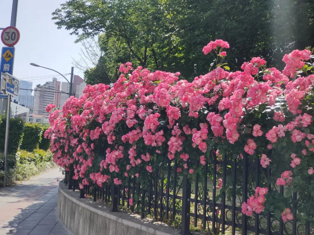云赏花这片月季花墙点亮初夏浪漫