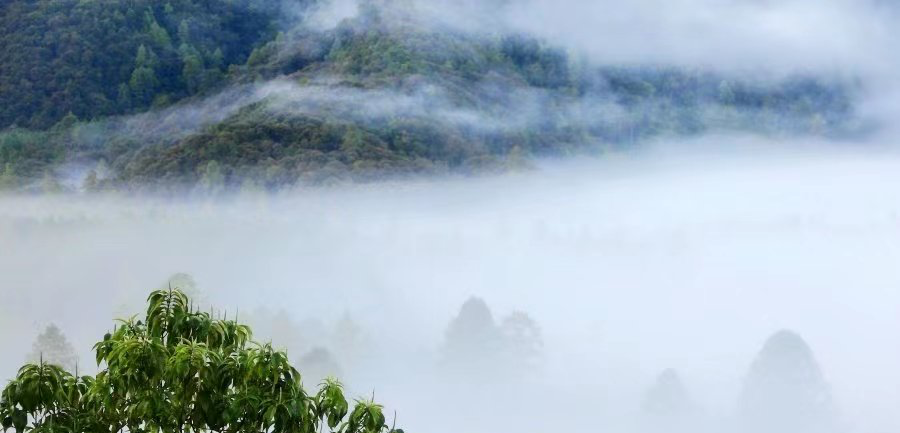格林村的山地雨林中存在中国最密集的70米+巨树群落，拥有巨大的碳储量