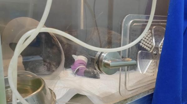 院内设有带icu的住院部,以及血透,x光,b超,核磁共振等各类设备.