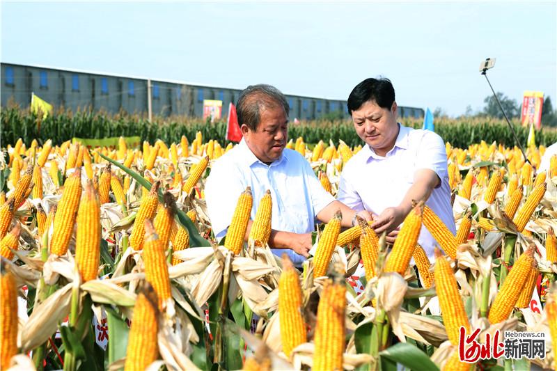 柳纪锋（右）和公司技术顾问杨庆申在示范田里察看玉米新品种的长势。（资料片） 河北日报通讯员王庆堂摄