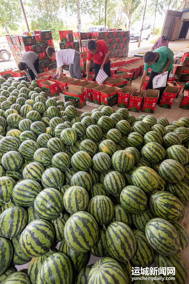 夏县:西瓜产业 助农增收