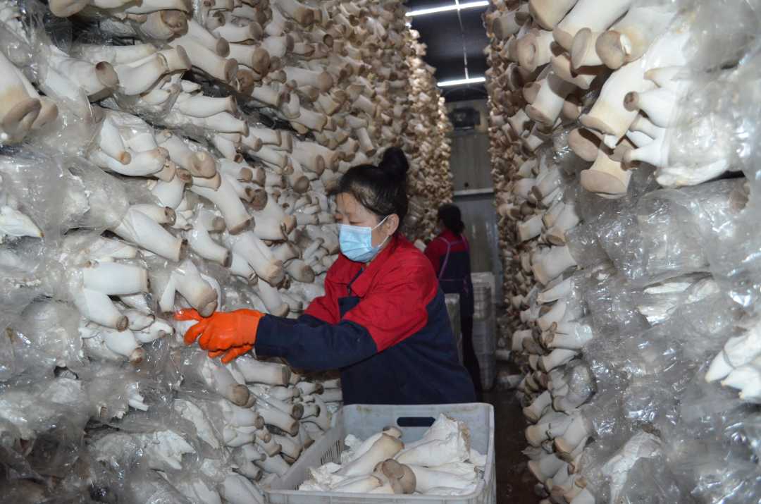 平泉市承德金稻田生物科技有限公司的杏鲍菇种植车间里,工人正在采摘