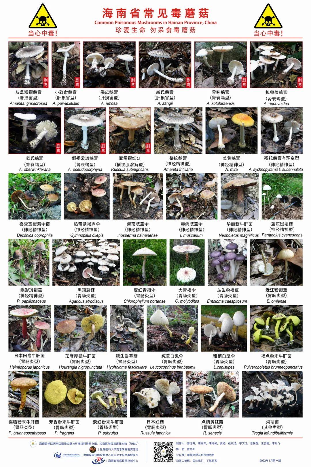 蘑菇种类 图解图片