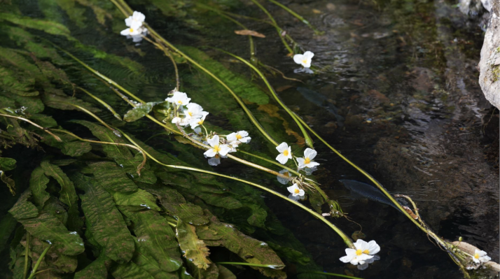 水源保护区里的有机盒马村：种植户与娃娃鱼、鸬鹚为伴