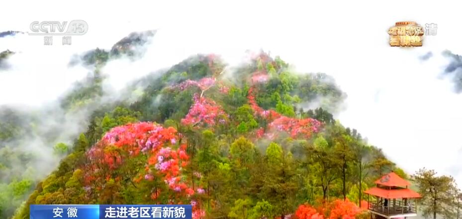 【走进老区看新貌】千里苍翠披织锦 漫山开遍映山红