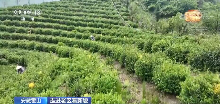 【走进老区看新貌】践行“两山”理论 茶产业助推老区振兴