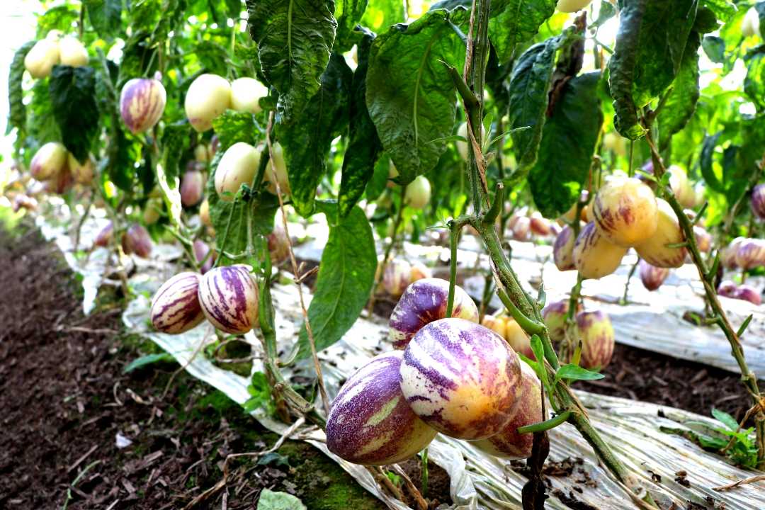 大棚人参果挂满枝头，结出增收新希望。马爱彬摄