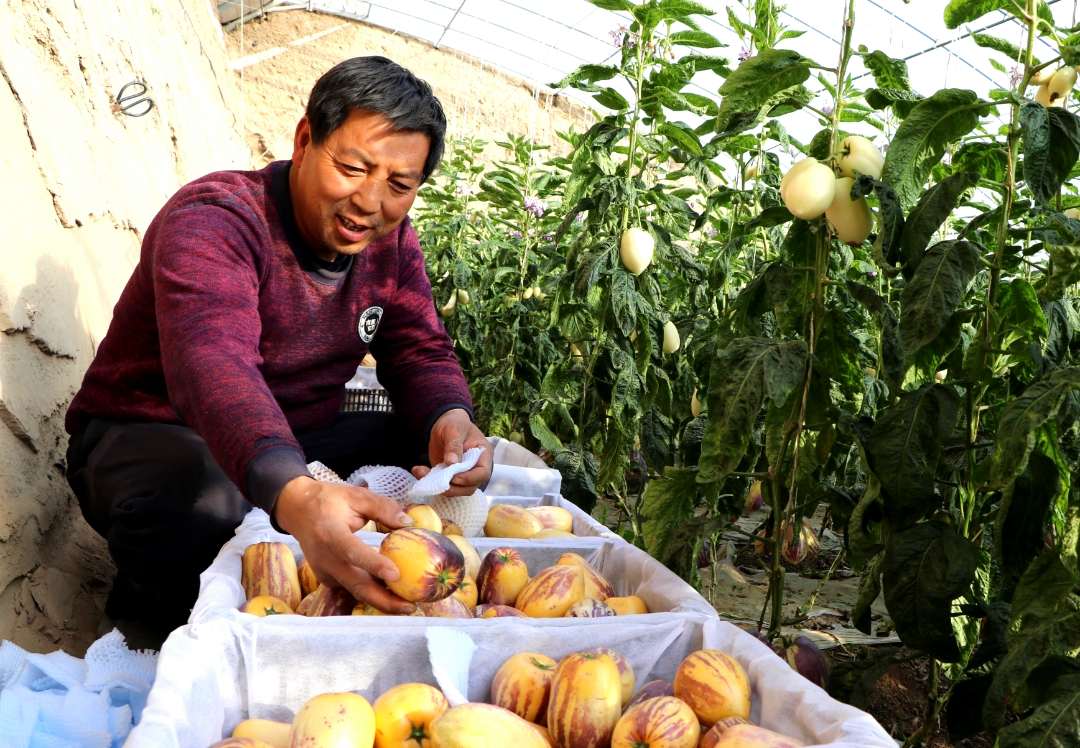 人参果喜获丰收，种植户喜笑颜开。马爱彬摄