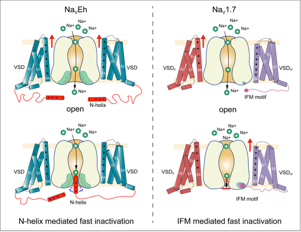 两种钠通道快速失活模式图 采访对象供图