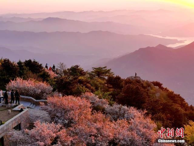 五月的泰山之巅,已成了一片花的海洋. 柳萍 摄