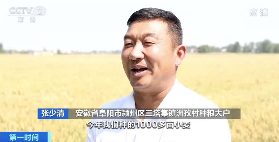 安徽省阜阳市颍州区三塔集镇洲孜村种粮大户 张少清:今年我们种的1000