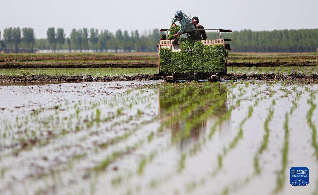 辽宁水稻插秧忙