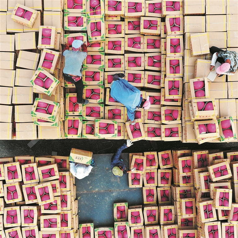 十三师淖毛湖农场1.5万亩晚熟哈密瓜甜蜜上市，工人们忙着装箱（资料图片）。兵团日报常驻记者 赵宝山 摄