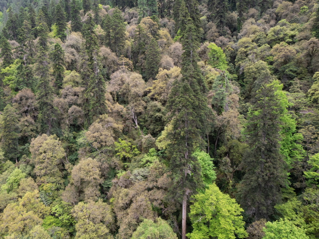 云南黄果冷杉原始森林，居中树木高度为83.2米。（中科院植物研究所供图）