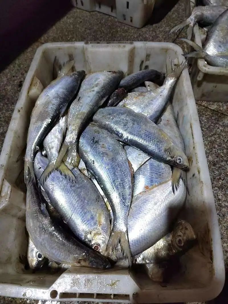 "锃骨丝亮"的鳓鱼哪里来的?>>>|舟山市_新浪财经_新浪网