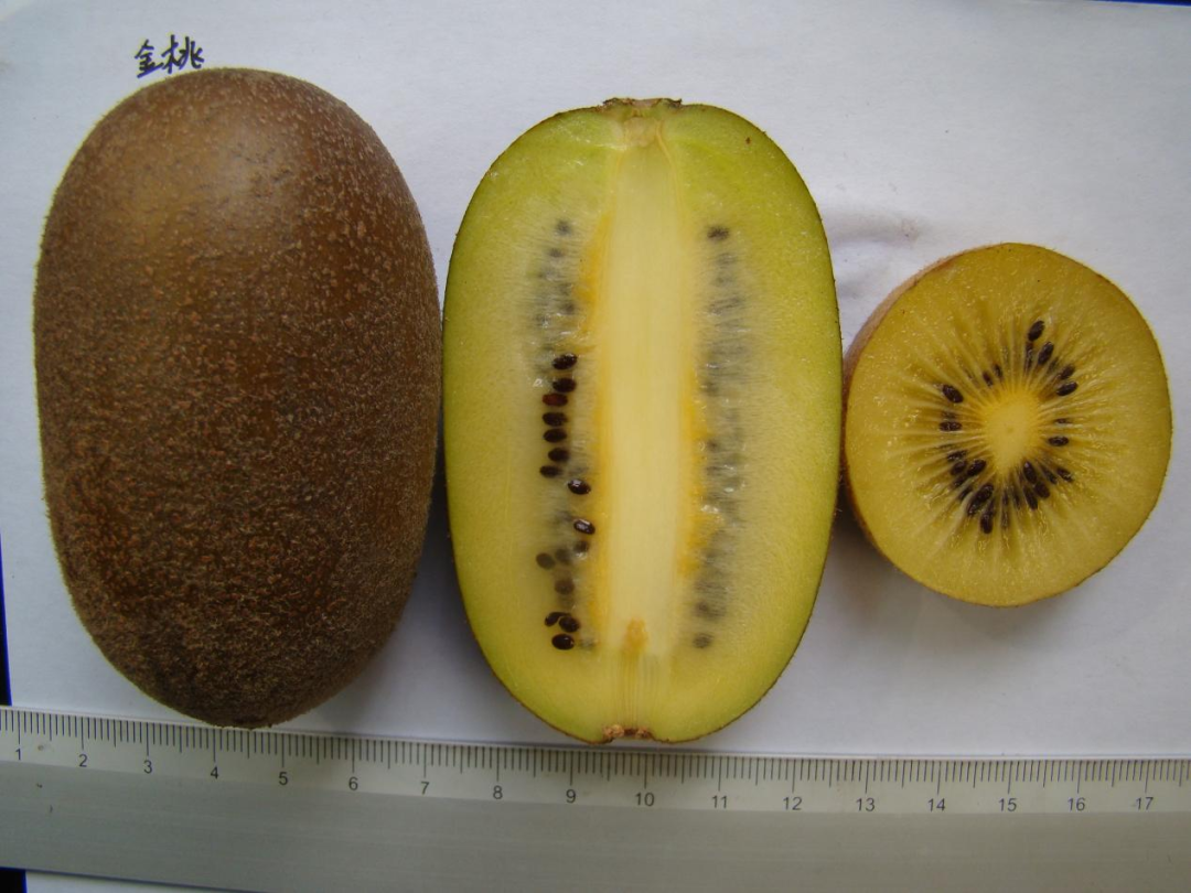 它不仅好吃,更是"脱贫果""致富果""生态果"和"创业果"|猕猴桃_新浪