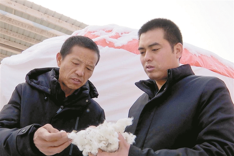 王世涛（右）和社员一起检查收购来的新棉质量（资料图片）。 白雪 提供