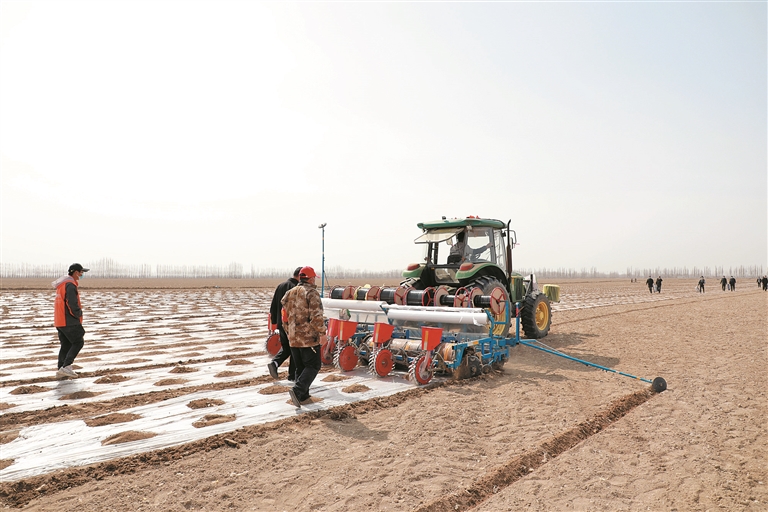 聚能农业种植专业合作社采用“一膜四行”模式播种棉花。图为社员跟随播种机检查作业质量（资料图片）。白雪 摄