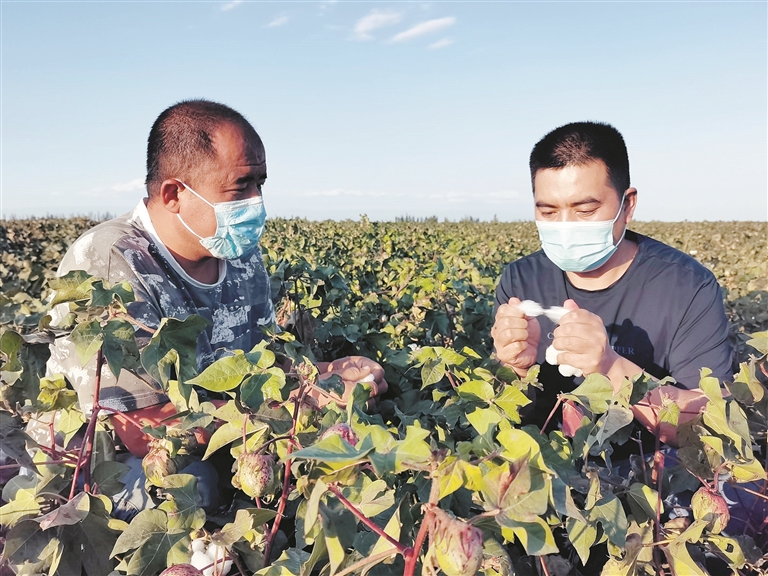 王世涛（右）与社员在棉花地里察看棉花吐絮情况（资料图片）。 白雪 摄