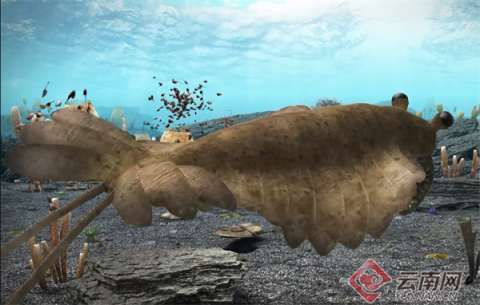 复原的"奇虾"图片复原的"云南虫"图片"因为澄江化石很小,只有几厘米