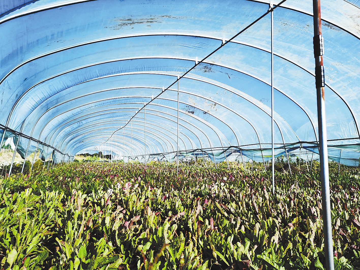 张北县甜菜种植大棚.改造前村貌.改造后村貌.向张北县捐赠扶贫物资.