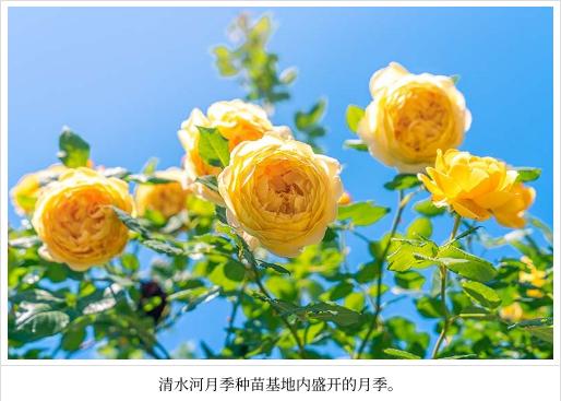 产业 种业双振兴00种月季盛开昆明晋宁 清水河 新浪财经 新浪网 产业 种业双振兴00种月季盛开昆明晋宁 清水河 新浪财经 新浪网