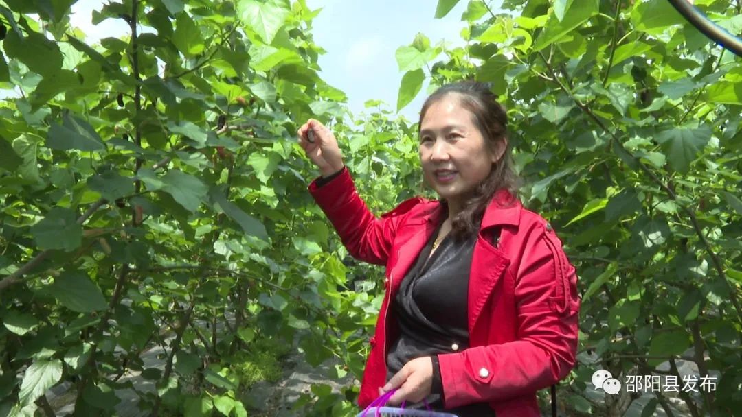 邵阳县新田村小桑葚探出振兴好路子