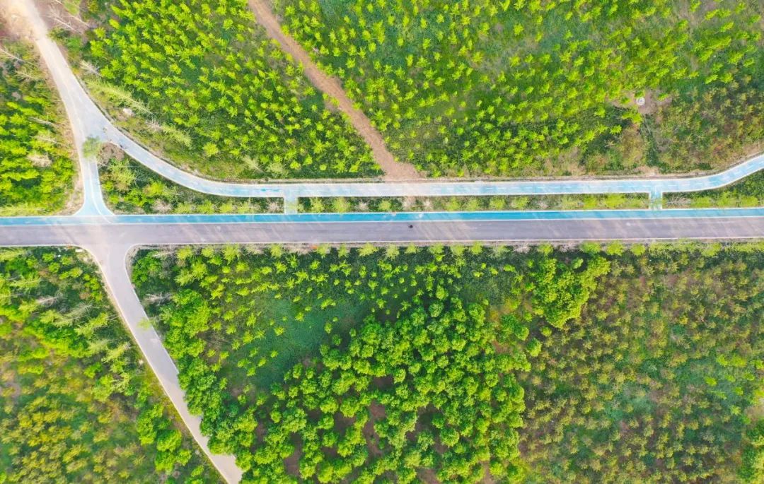 "千年秀林"在雄安大地铺绿成为一道风景,为新区生态改善提供巨大的"