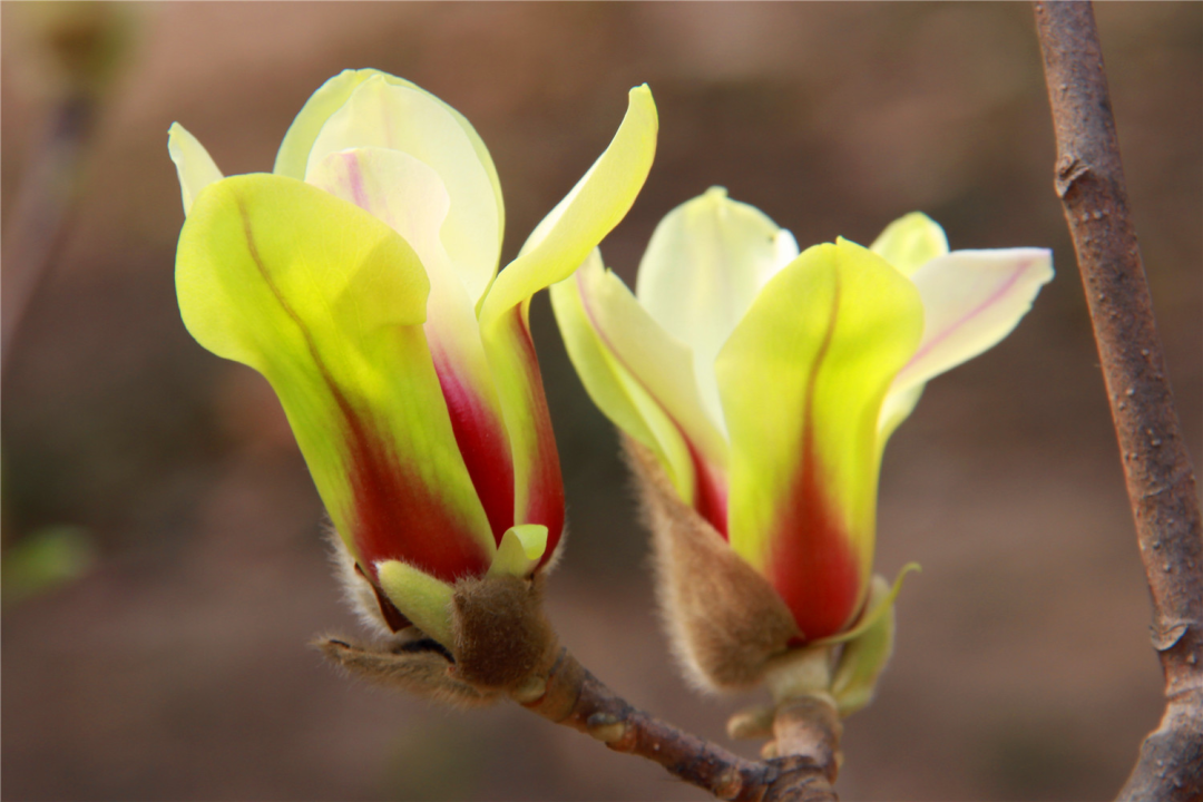 获得授权的玉兰新品种绿星玉兰