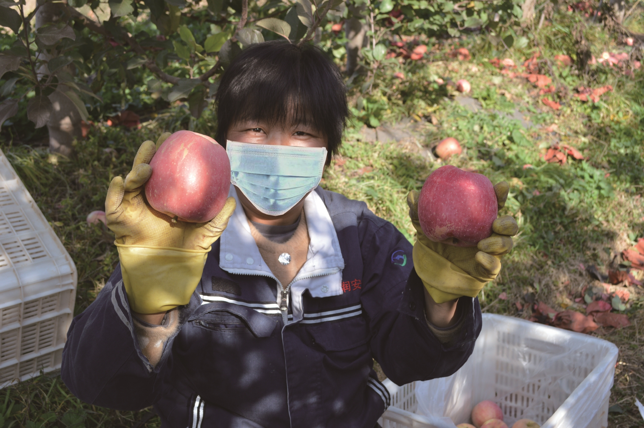 滦州苹果喜获国家农产品地理标志登记保护