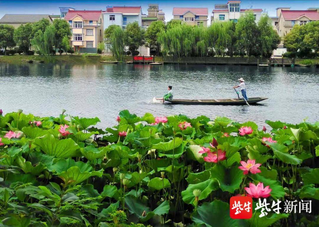 创新赋能一村一品带动农民致富南京高淳区阳江镇打造一二三产融合水乡