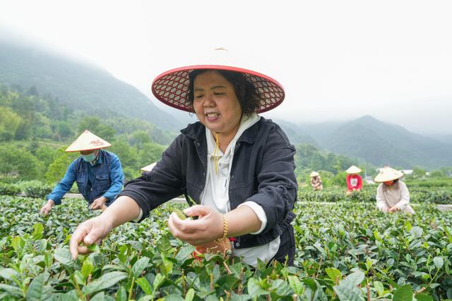 5月11日,村民在大湾村生态茶园内采摘茶叶.新华社记者 杜宇 摄