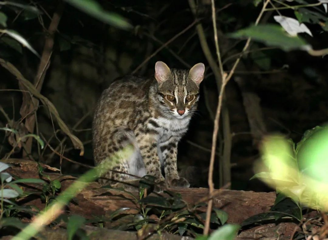 我们在市中心看见了豹猫|深圳市_新浪财经_新浪网