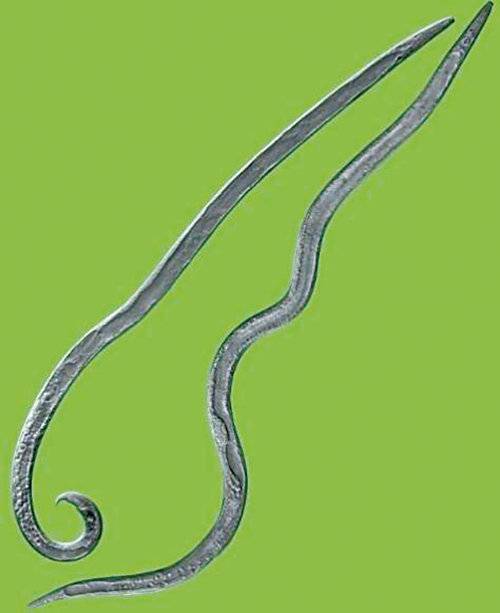 显微镜下的松材线虫