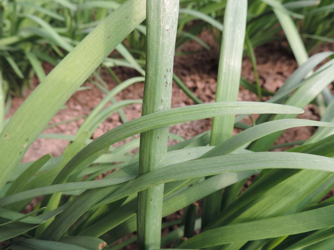 67韭菜养根期蓟马防治勿大意