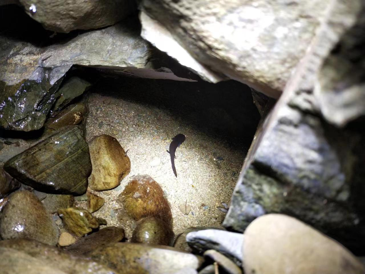 我国科学家在靖安发现江西大鲵野外纯种种群