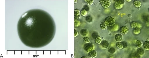 图注：蓝藻菌群（图源ScienceDirect）