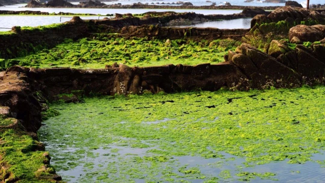 图注：池塘浮藻