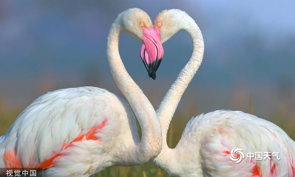 两只相爱的火烈鸟在求爱时,用它们的脖子创造出一颗爱心