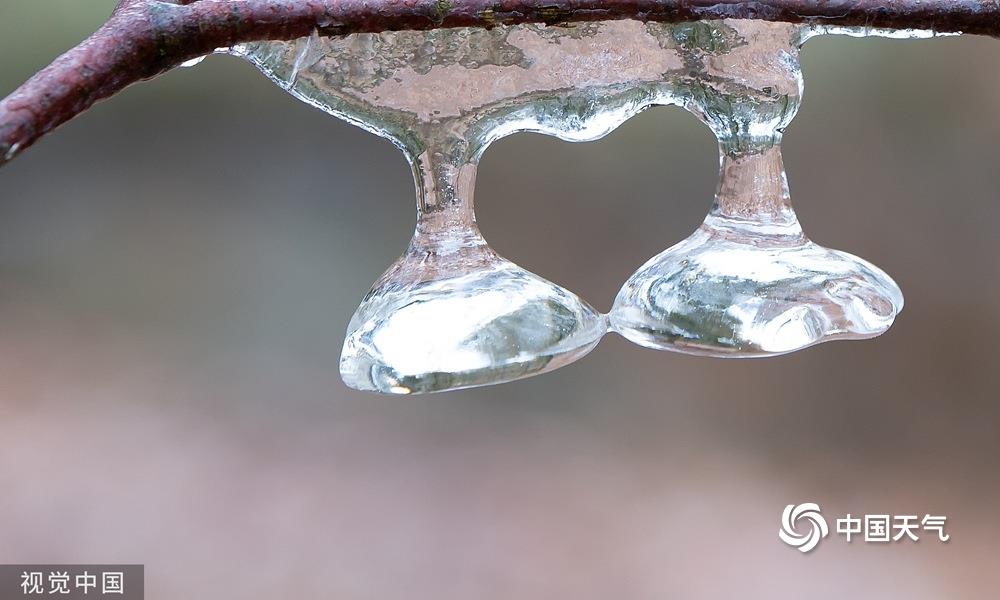 图为当地时间2020年2月12日,荷兰费吕沃,从树枝上滴下的水滴凝结成冰