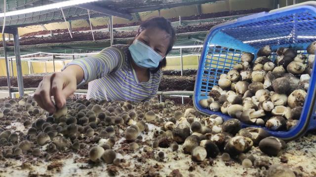 怀柔区庙城镇智能菌棚内种植的草菇已经陆续成熟.怀柔区庙城镇供图