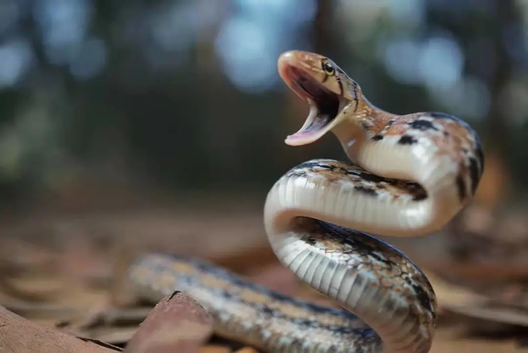 受惊时张大嘴巴,竖起身体,发出装腔作势的咝咝声响,吓退敌人.