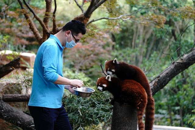 5月19日,上海动物园饲养员喂小熊猫吃东西.新华社记者 张建松 摄