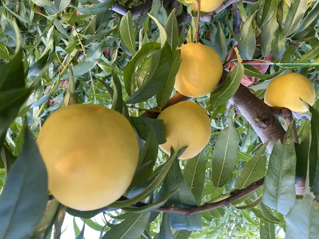 个大饱满的黄金油桃,人见人爱!