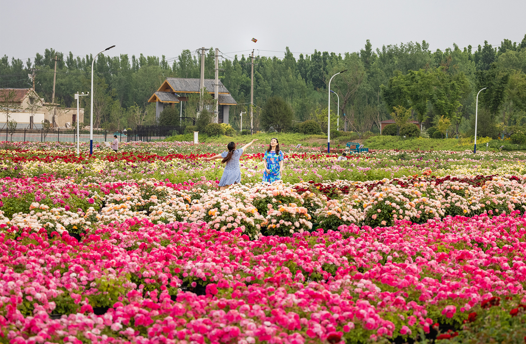 阳光明媚,驱车沿济南黄河大堤西行,过美丽湖湿地公园,玫瑰的芳香袭来.