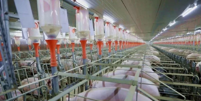 新希望生猪养殖场区