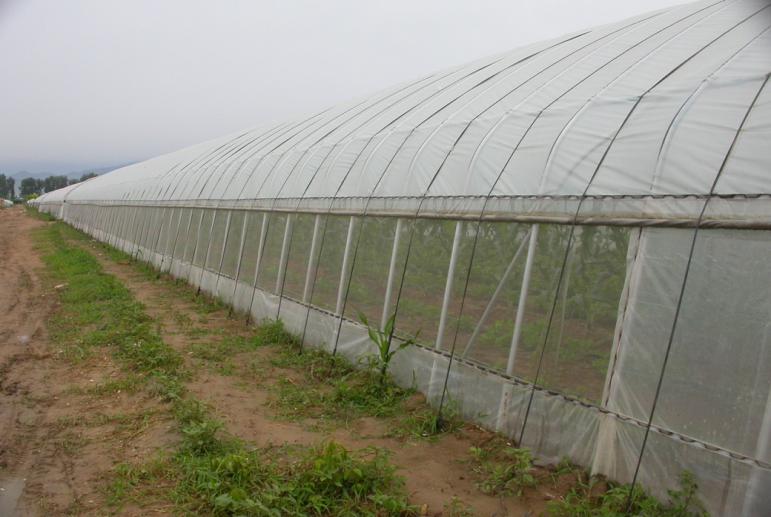 图1:安装防虫网